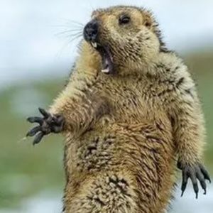 Meet your Posher, Rhonda